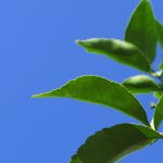 Provigil: The New Age of Cognitive Enhancement