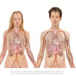 Provigil and Its Impact on Mood and Productivity