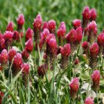 provigil no prescription: A Comprehensive Guide for Consumers