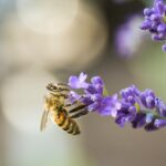 Modafinil and Creativity: A Surprising Connection