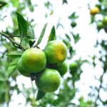 Why You Should Consider Buy Generic Modafinil for Enhanced Cognitive Function