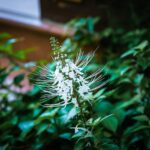 the rise of buy generic provigil in the world of nootropics