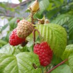 A Comprehensive Review on Where to Buy Generic Modafinil