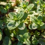 Modafinil vs. Caffeine: A Comparative Analysis of Wakefulness