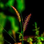 How to Safely Obtain provigil no prescription for Improved Focus