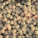 Buy Modafinil: A Comprehensive Review of Its Benefits and Risks