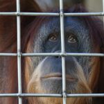 Personal Experiences with Modafinil for Sale: Testimonials and Insights.