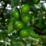 Where to Buy Modafinil: Trusted Sources and Recommendations