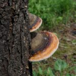 buy generic modafinil: Understanding the Science Behind Its Effectiveness