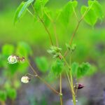 The Journey to Buy Generic Provigil: What You Need to Know