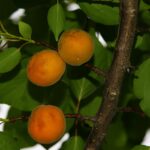 provigil no prescription: Unlocking the Benefits of Cognitive Enhancement