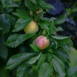 Modafinil and Its Role in Enhancing Focus for Students