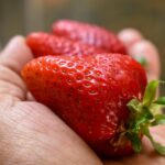 Legal and Safety Considerations When You Buy Generic Provigil