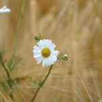 How to Safely Use Modafinil for Enhanced Focus and Productivity