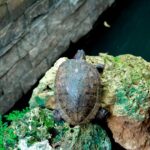 Understanding the Prescription Process: Where to Buy Provigil