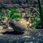 explore the advantages of buy provigil for cognitive enhancement