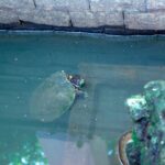 buy provigil: Your Guide to Enhanced Focus and Alertness