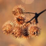 Where to Find Reliable Sources for Modafinil for Sale