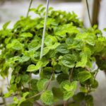 Insider Tips for Finding Quality Modafinil for Sale