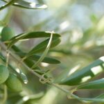 The Rise of Smart Drugs: How Modafinil is Shaping Modern Work Culture