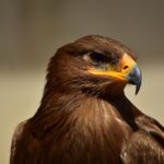 buy generic provigil: The Smart Choice for Dealing with Sleep Disorders