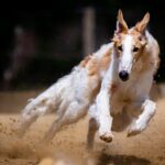 Modafinil and the Modern Workplace: Boosting Productivity or Just a Temporary Fix?