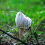 understanding the costs: buy provigil without breaking the bank