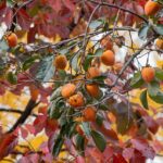 How to Buy Provigil Without Breaking the Bank