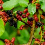 Exploring the Benefits of Modafinil for Night Shifts and Long Hours