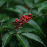 Navigating the Use of Modafinil: Risks and Rewards