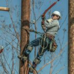 Where to Buy Provigil: The Best Online Pharmacies Explored